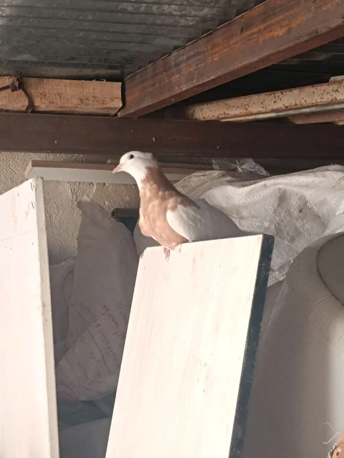 فروش تعدادی طوقی و یک عدد هفت رنگ|پرنده|تاکستان, |دیوار