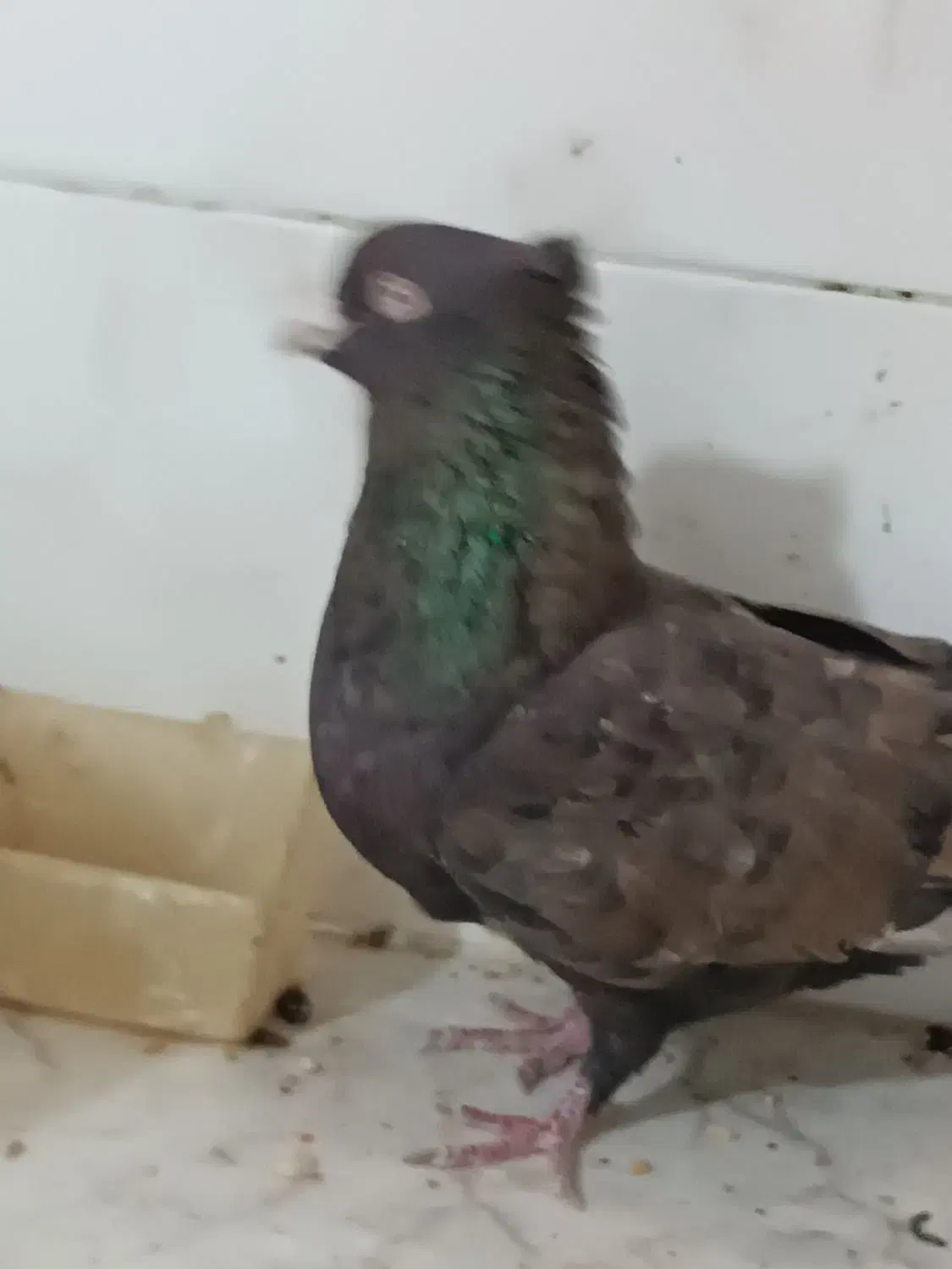 کبوتر تافته ای|پرنده|شیراز, پودنک|دیوار