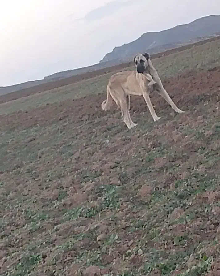 ماده سرابی 11ماهه|سگ|پارسآباد, |دیوار