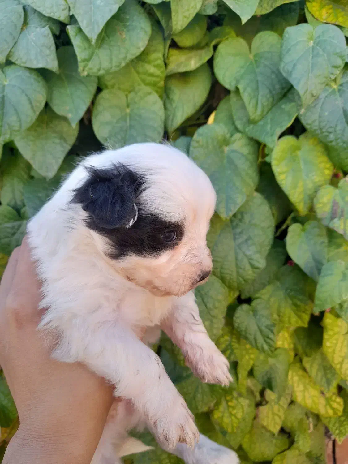 توله سگ شیتزو|سگ|زرند, |دیوار