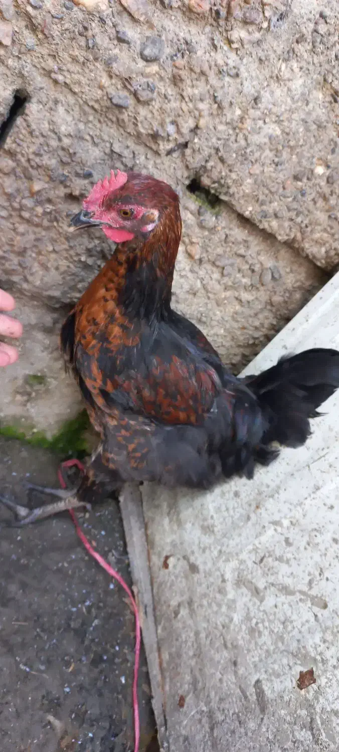 10عدد خروس های جوان وآواز خوان محلی|حیوانات مزرعه|رشت, بوسار|دیوار