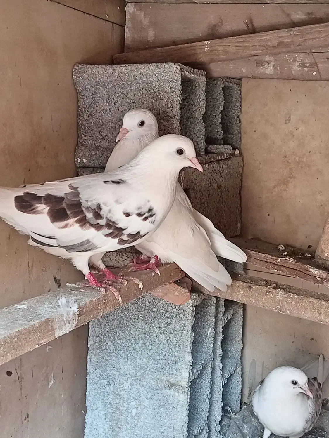 کبوتر|پرنده|قائم‌شهر, |دیوار