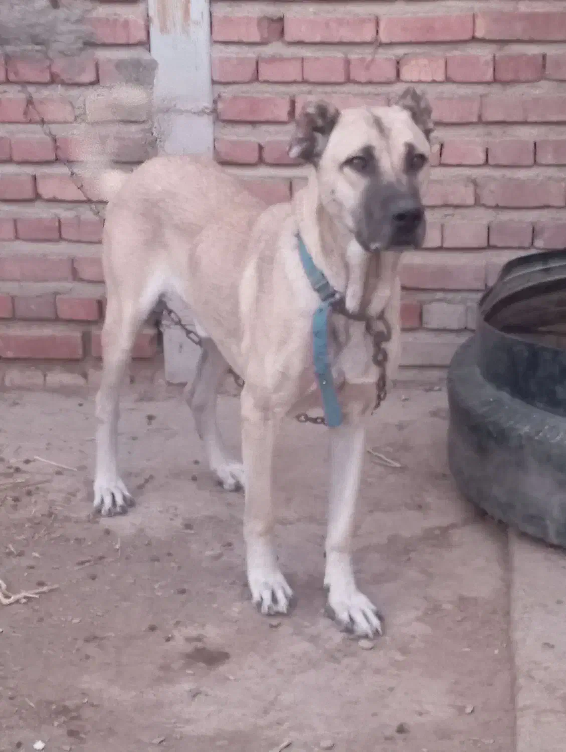 سگ نر گله ای و نگهبان|سگ|آذرشهر, |دیوار