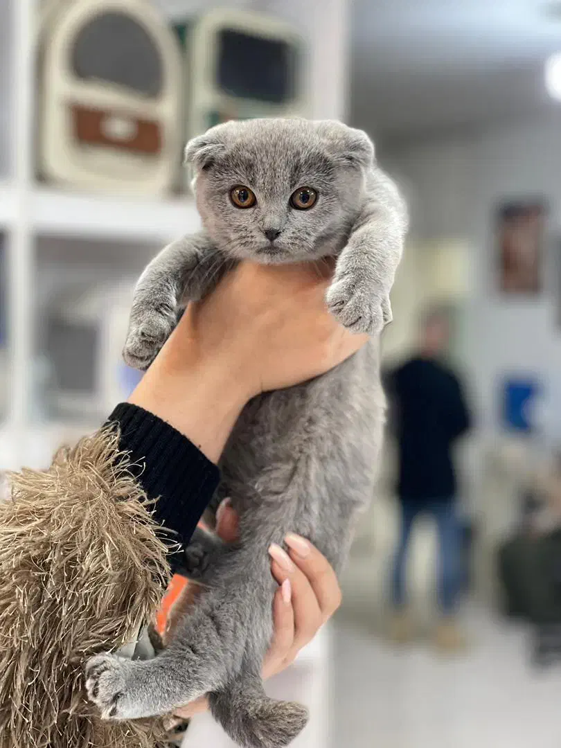 گربه بریتیش گربه اسکاتیش موقعیت شیراز|گربه|شیراز, معالیآباد|دیوار