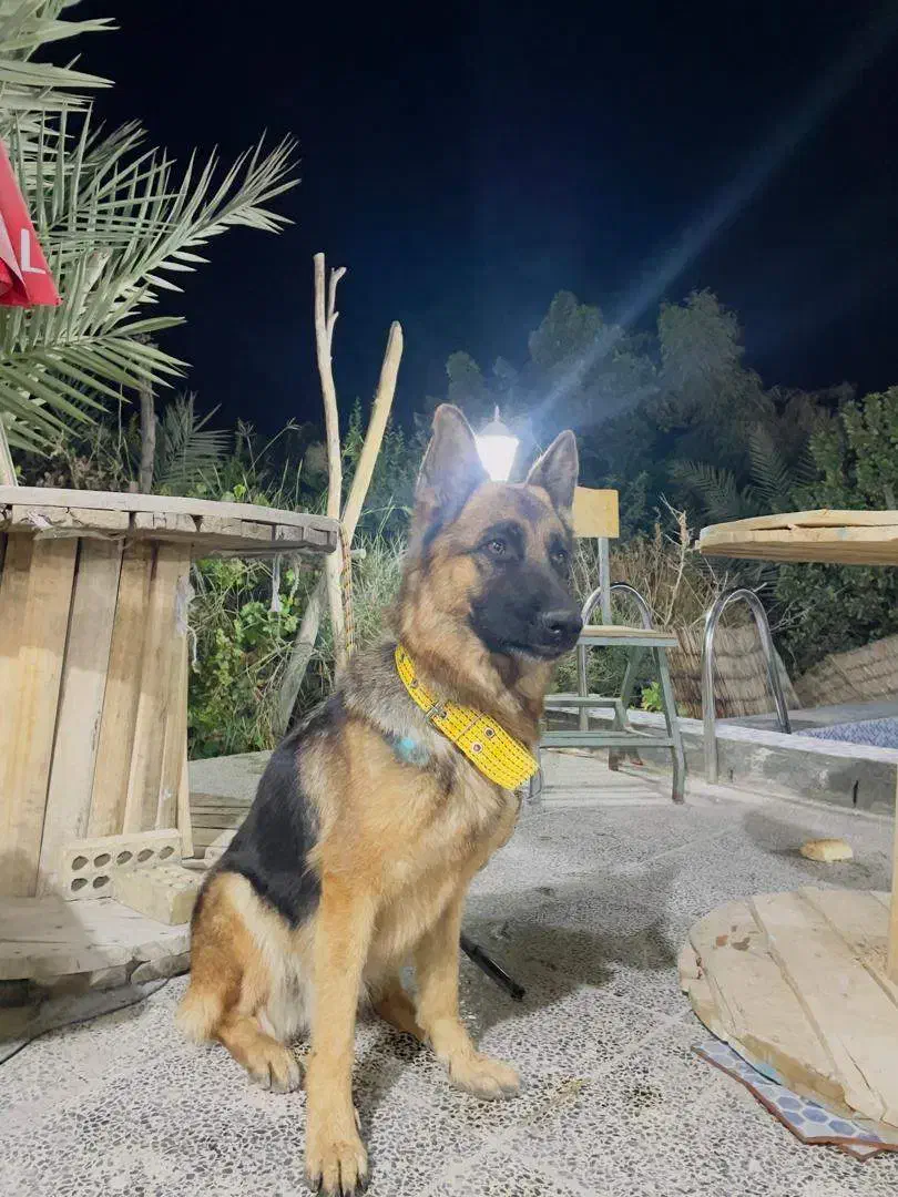 گمشده|حیوانات|رامهرمز, |دیوار