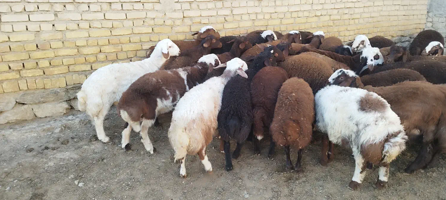 بره نره و ماده مناسب پروار و داشت|حیوانات مزرعه|گلپایگان, |دیوار