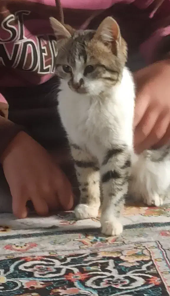 واگذاری گربه|گربه|قم, پردیسان|دیوار