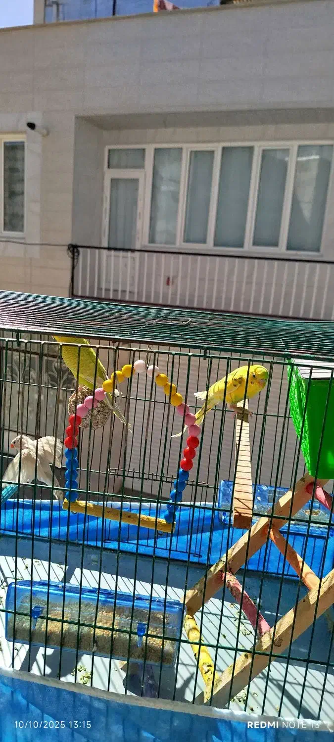 دو مرغ عشق بازی گوش|پرنده|سنندج, |دیوار