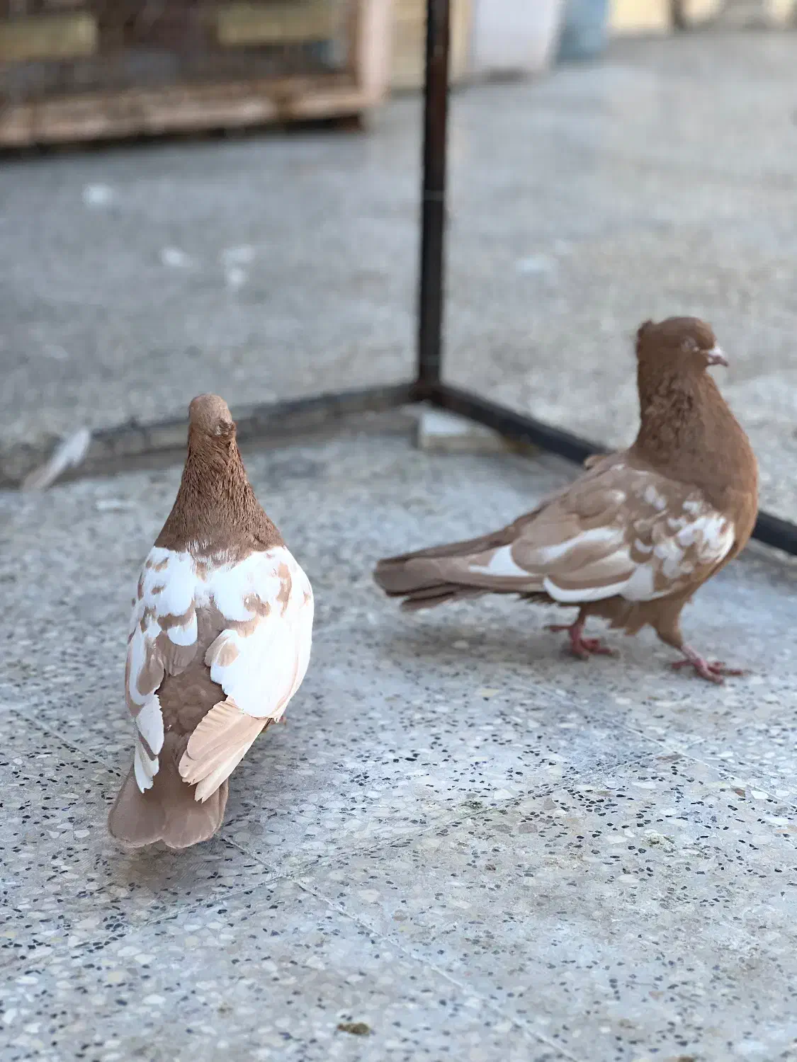 سینه زرد جفتی|پرنده|شیراز, تندگویان|دیوار