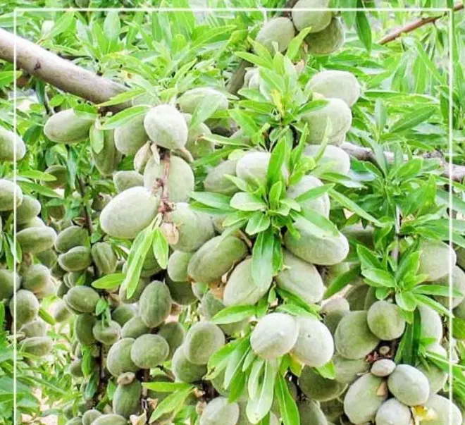 نهالستان انواع درجه یک صنوبر و گردو|خدمات باغبانی و درختکاری|محمدشهر, شهرک پیام (مهرالبرز)|دیوار