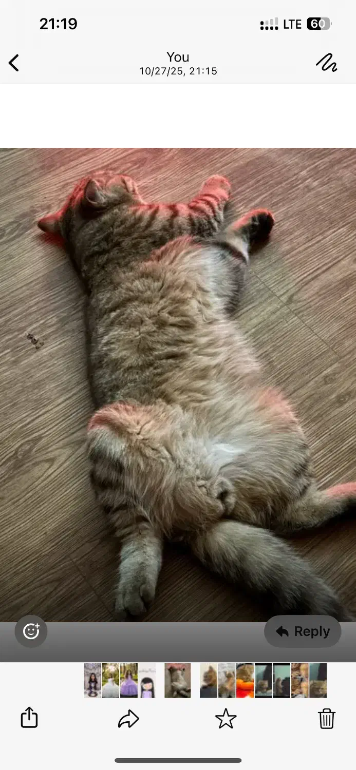 گربه|گربه|امیدیه, |دیوار