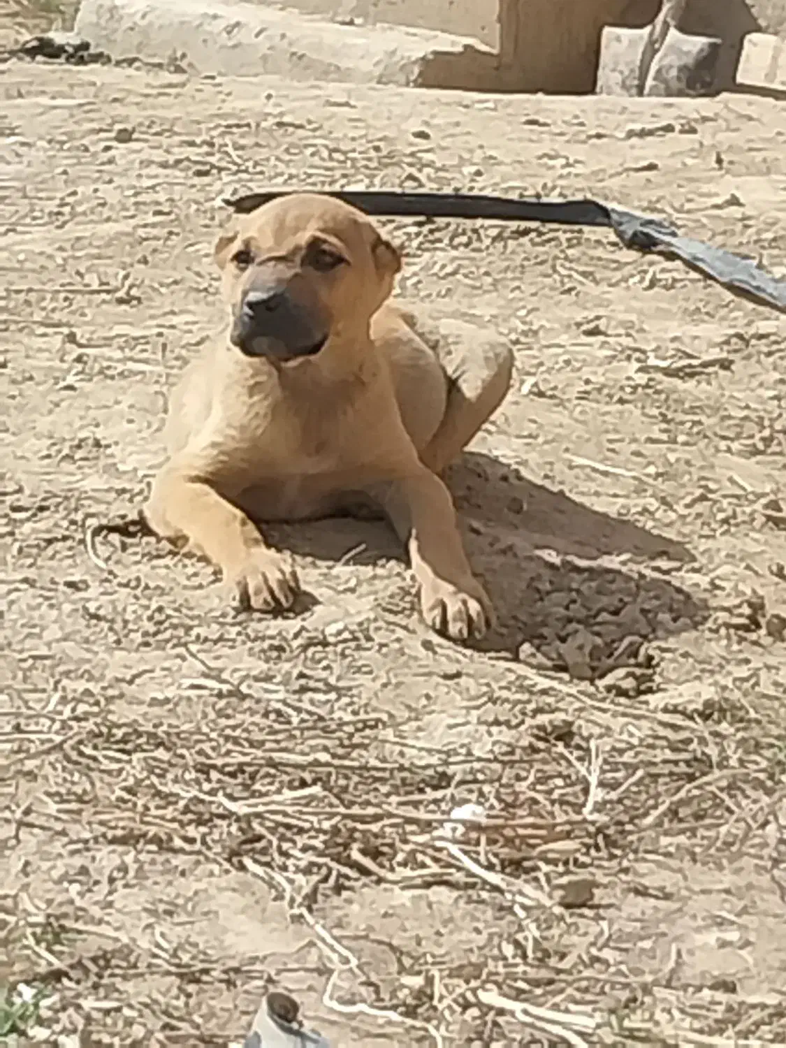 توله|سگ|چناران, |دیوار