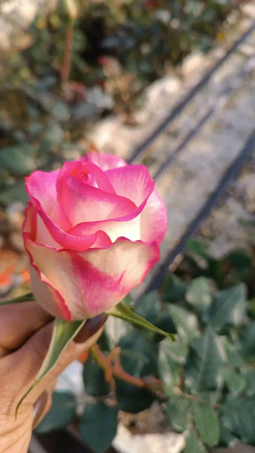 گلخانه گل رز|استخدام سرایداری و نظافت|مشهد, کلاته برفی|دیوار