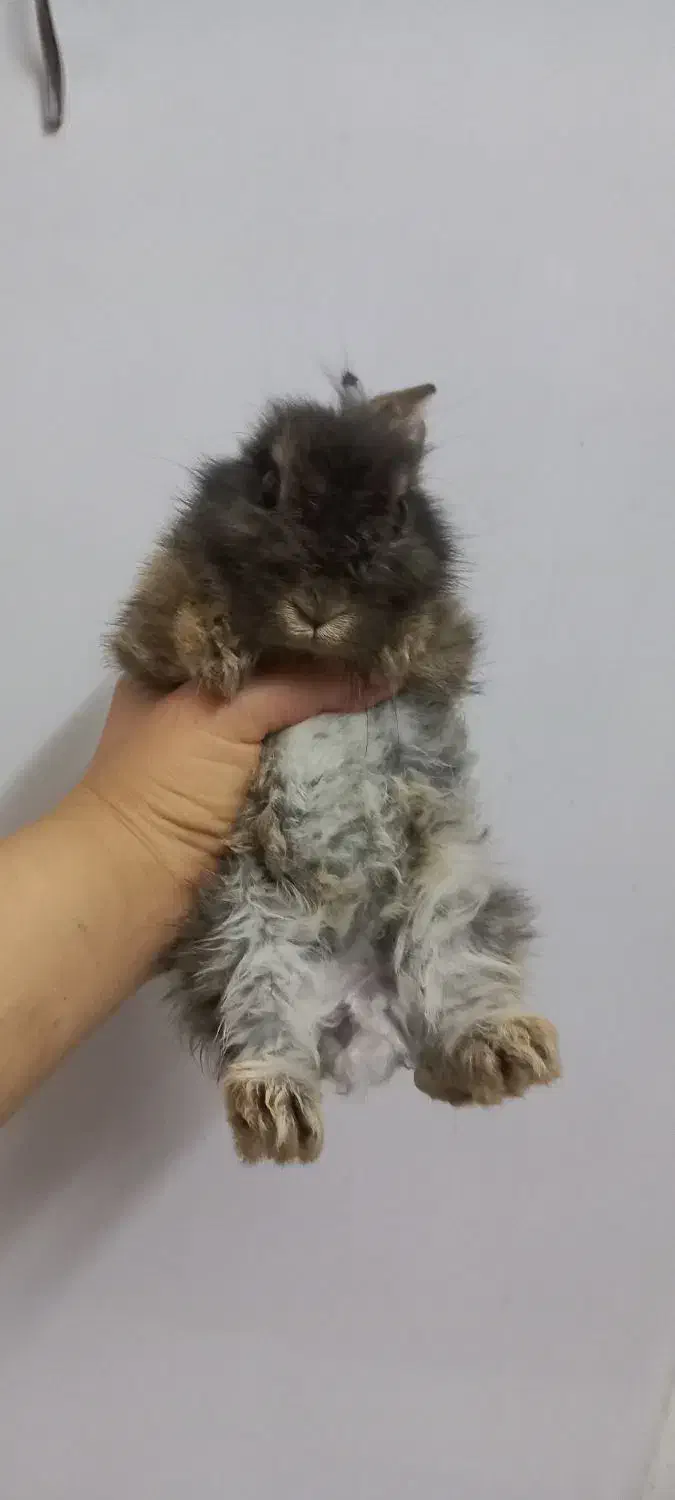 خرگوش|موش و خرگوش|یزد, |دیوار