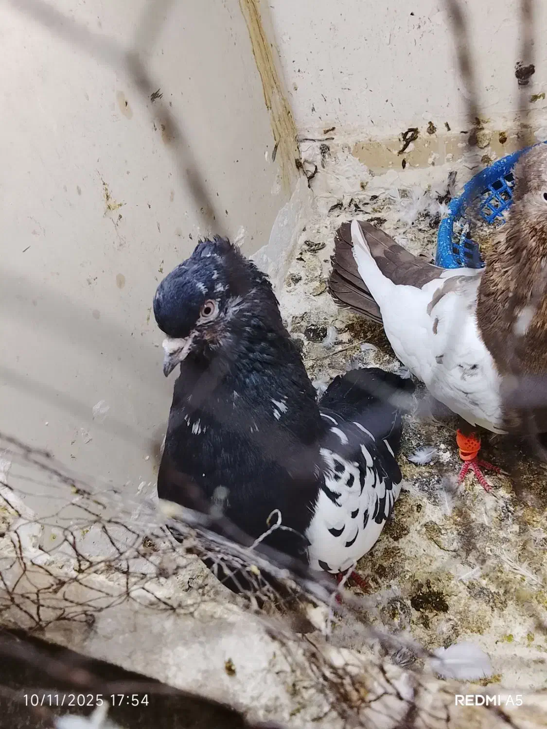 سینه خال ساده کبوتر چپ|پرنده|مشهد, شهید قربانی|دیوار