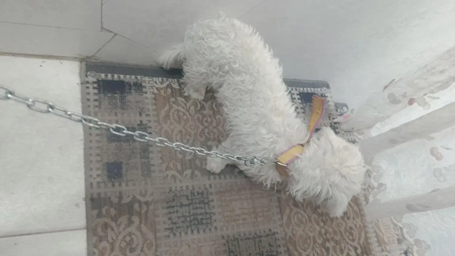 سگ شیتزو|سگ|یزد, |دیوار