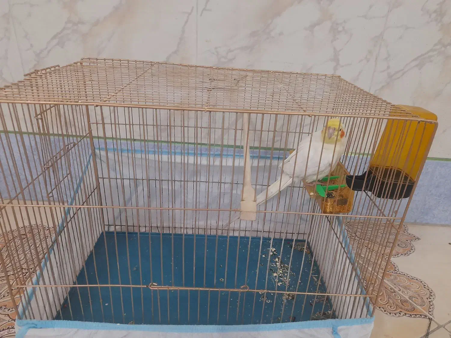 عروس هلندی نر دستی|پرنده|زاهدان, |دیوار