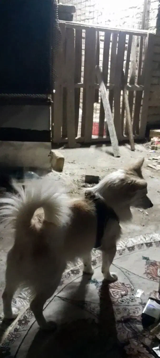 سگ پاکوتا|سگ|یزد, |دیوار