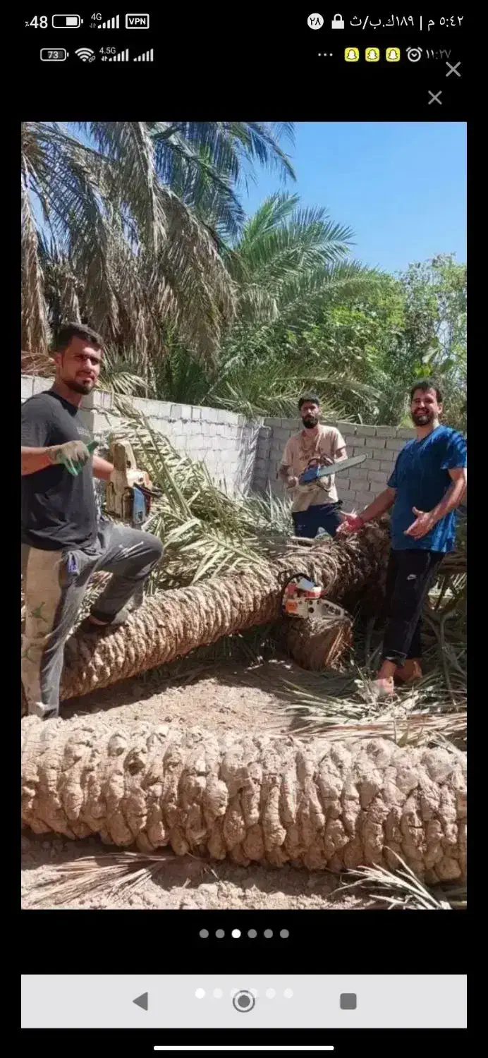 بریدن نخل و درخت قطع نخل هرس کردن نخل .استاد نخل|خدمات باغبانی و درختکاری|اهواز, گلستان|دیوار