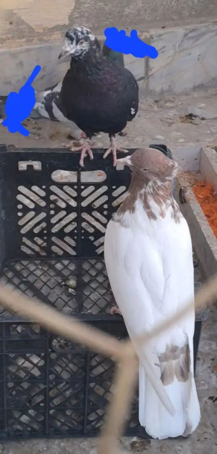 کبوتر|پرنده|شیراز, تندگویان|دیوار