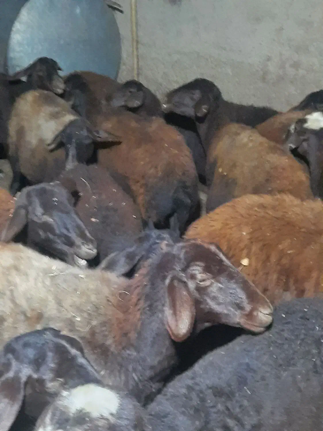 میش آبستن سنگین مایه و بره دار افشار از قوچ هترو|حیوانات مزرعه|زنجان, |دیوار