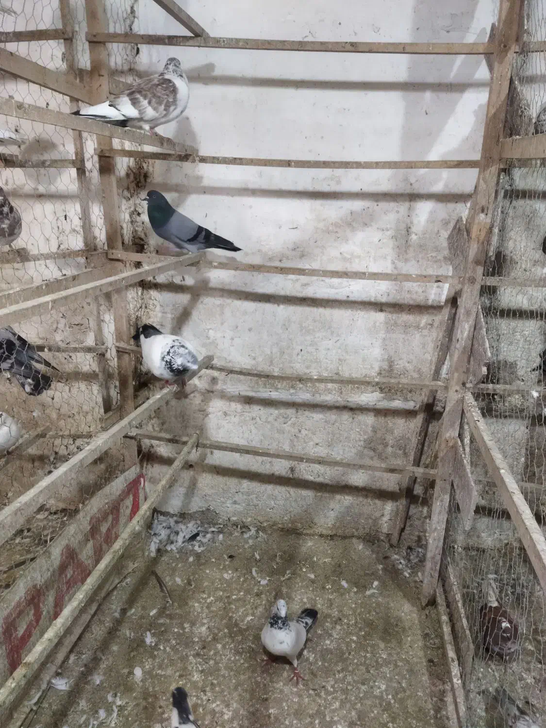 کبوتر|پرنده|رشت, لاکان شهر|دیوار