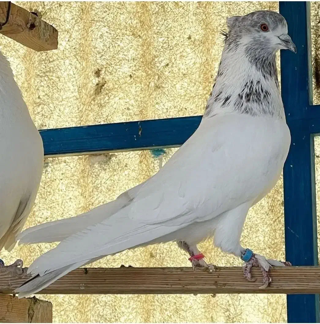 کبوتر گرویی|پرنده|بروجن, |دیوار