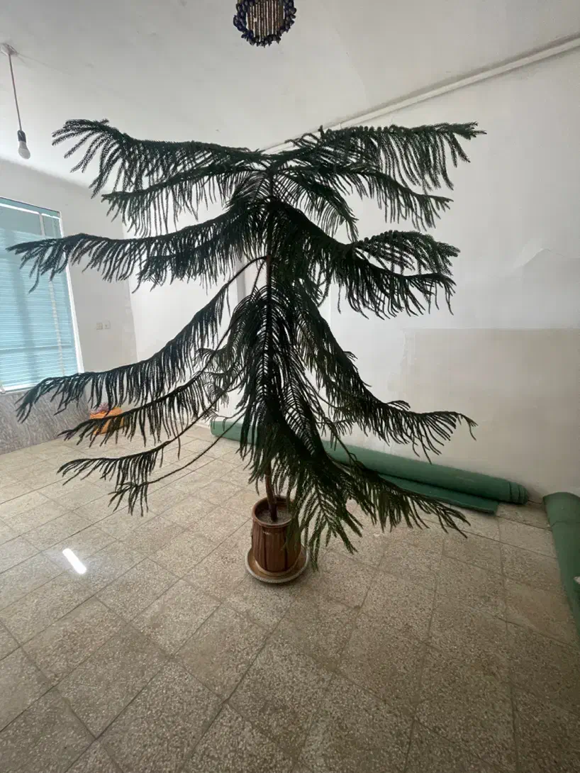 گل مطبق|گل و گیاه طبیعی|کیار, |دیوار