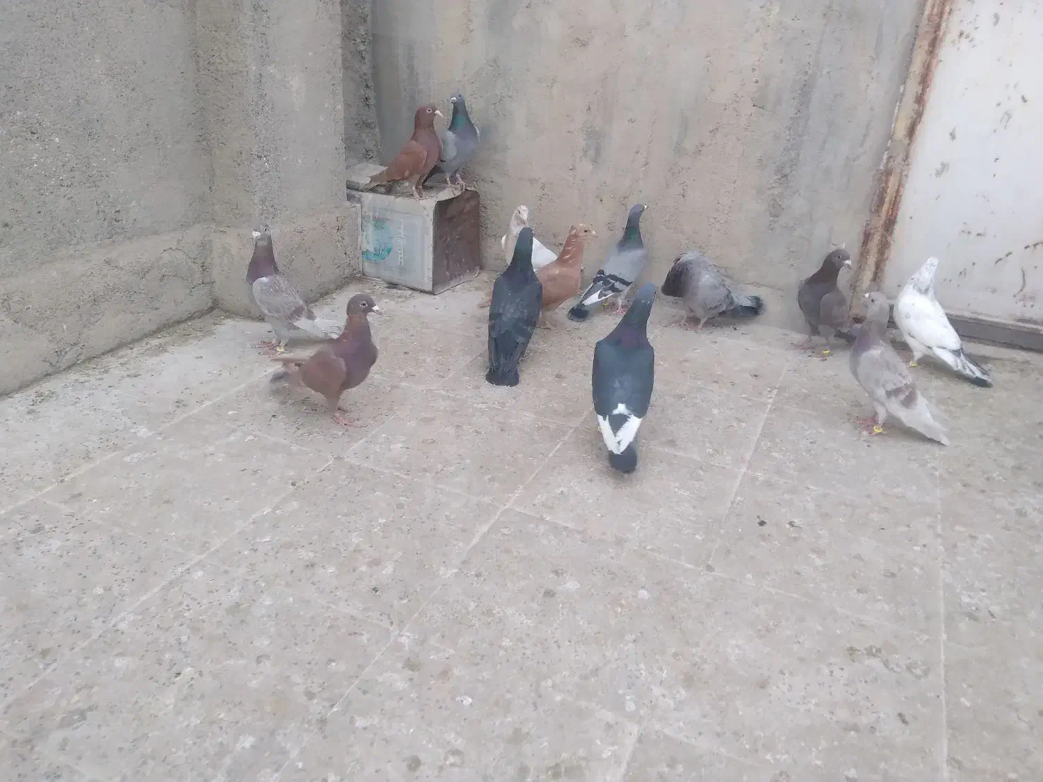 آلمانی بوم|پرنده|مشهد, رده|دیوار