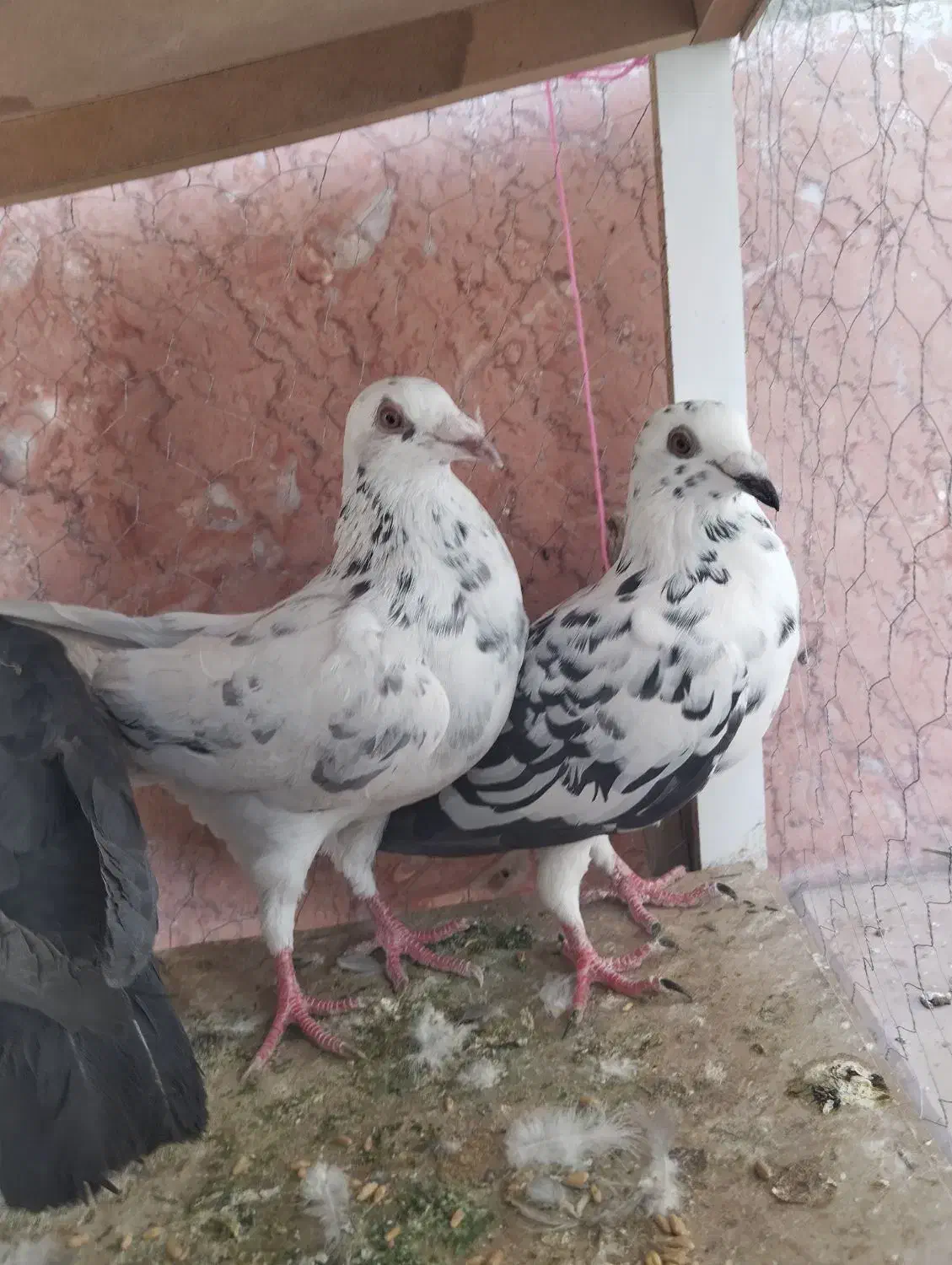 سه تا جوجی نر|پرنده|شیراز, محراب|دیوار