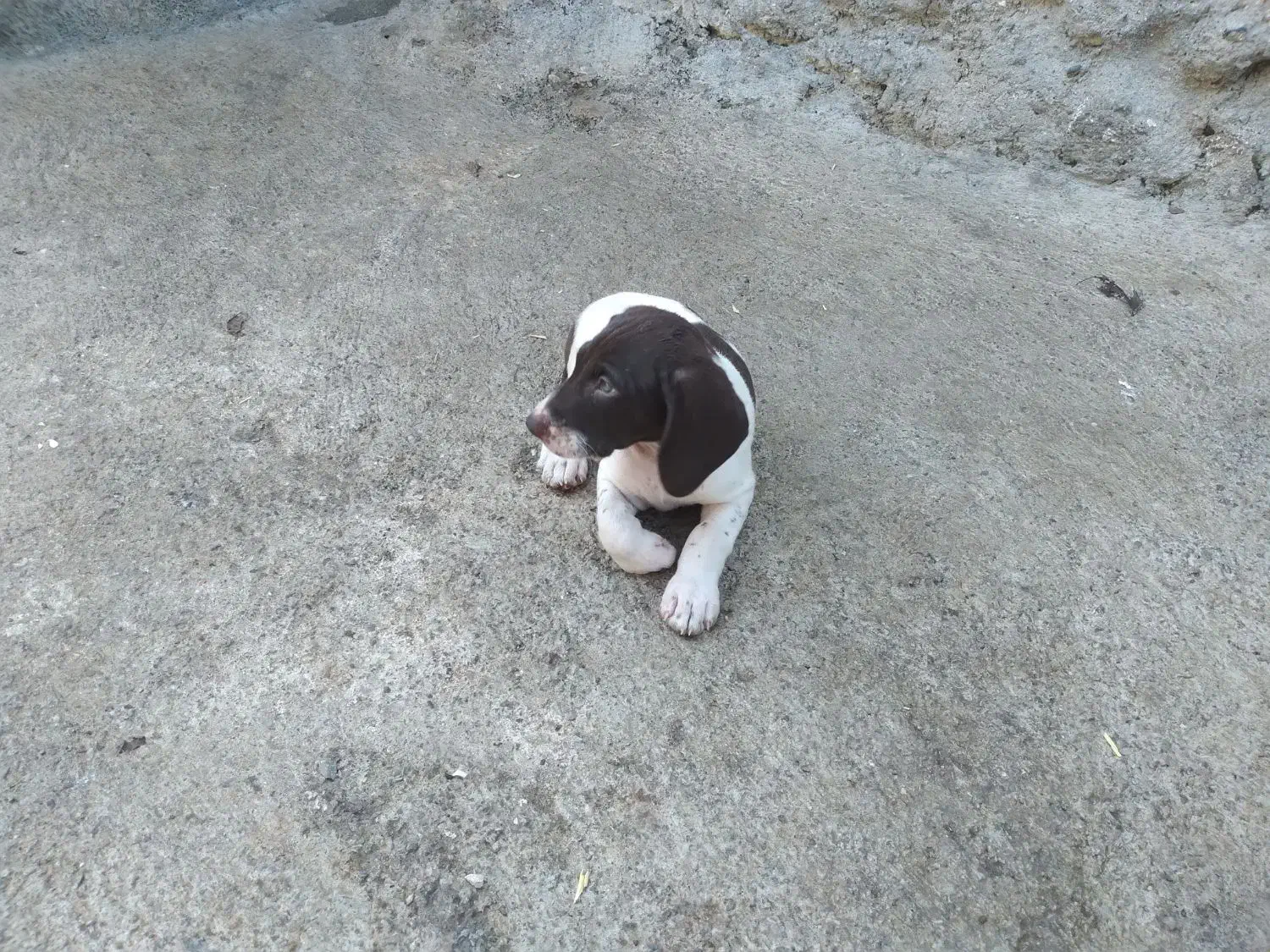 فروش توله پوینتر آلمان ۷۰روز انگل تراپی شده|سگ|عباس‌آباد, |دیوار