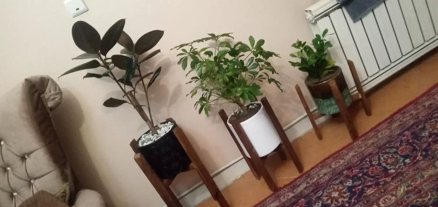 همخونه|اجارهٔ آپارتمان|تهران, نصرت|دیوار