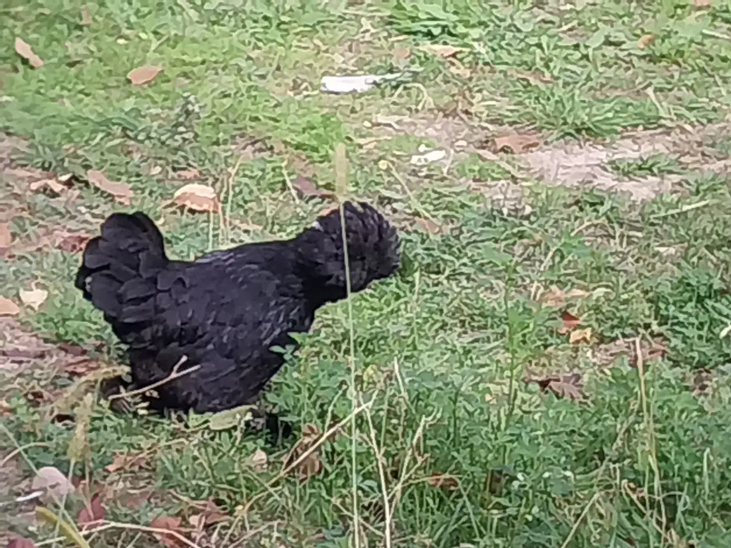 مرغ های اصل وزینتی|حیوانات مزرعه|مشگین شهر, |دیوار