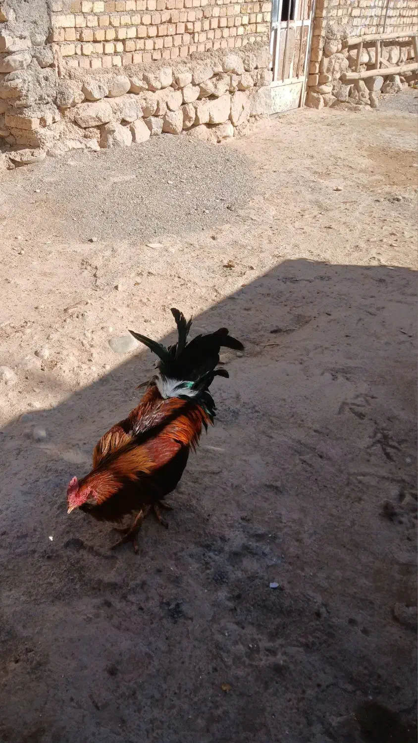 خروس و بوقلمو|حیوانات مزرعه|نورآباد, |دیوار