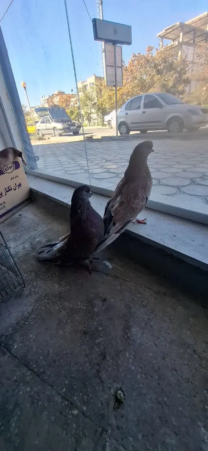 سرور|پرنده|ابهر, |دیوار