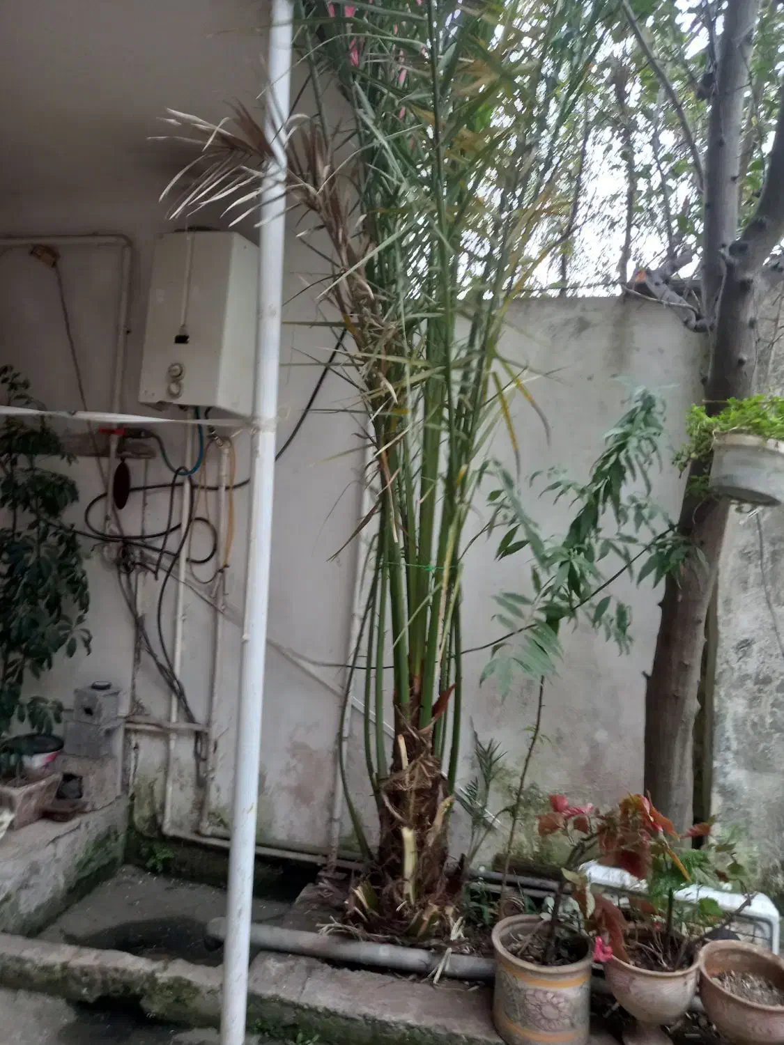 درخت خرما|گل و گیاه طبیعی|لاهیجان, آهندان|دیوار