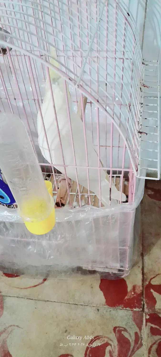 عروس هلندی لوتینو|حیوانات|کلاله, |دیوار