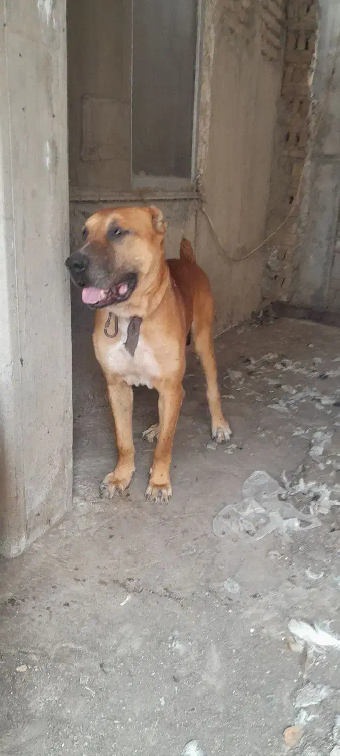 سگ افغان|سگ|نکا, |دیوار