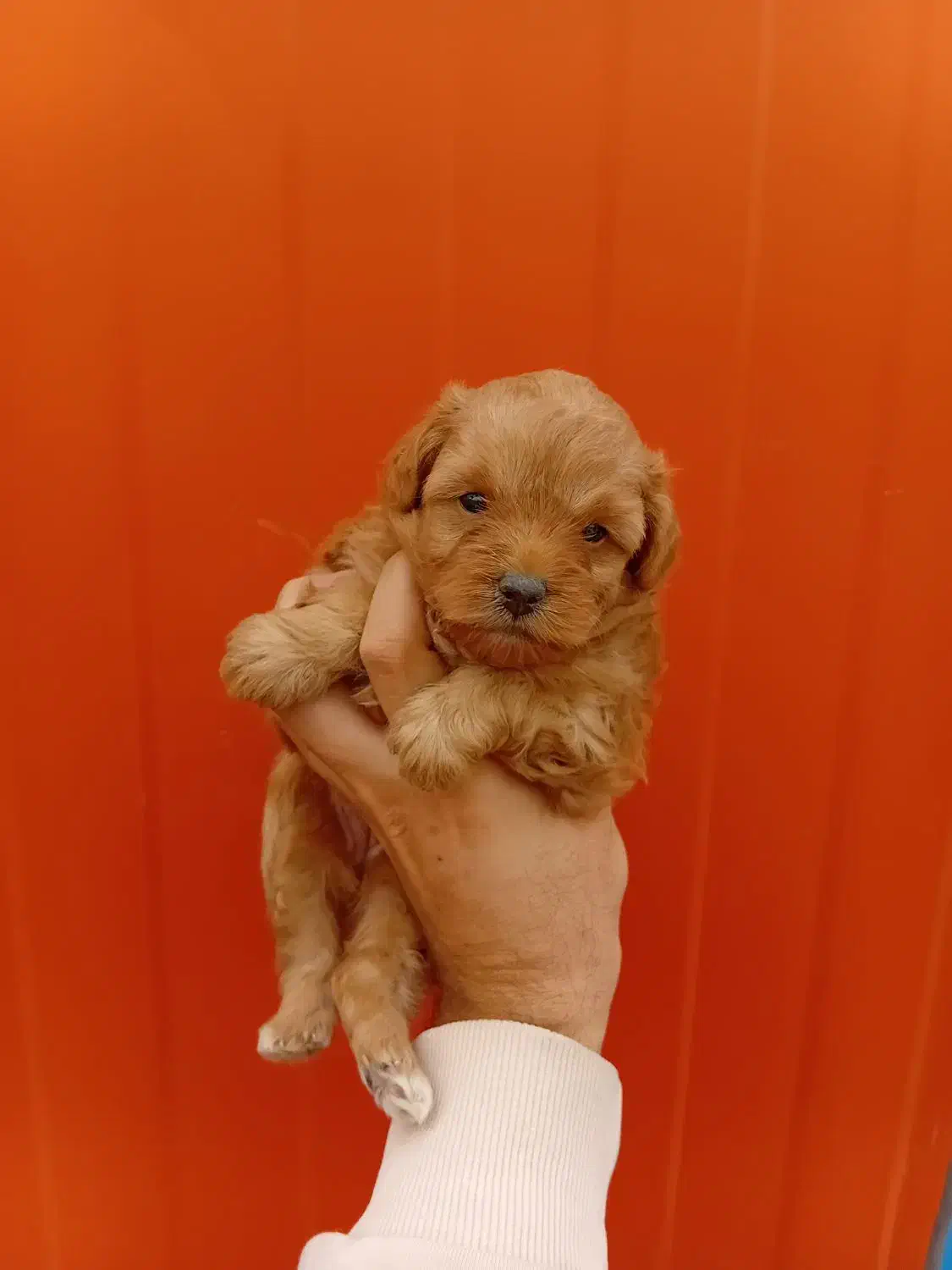 مالتی پو و پودل مینیاتوری|سگ|تهران, بوستان چیتگر|دیوار