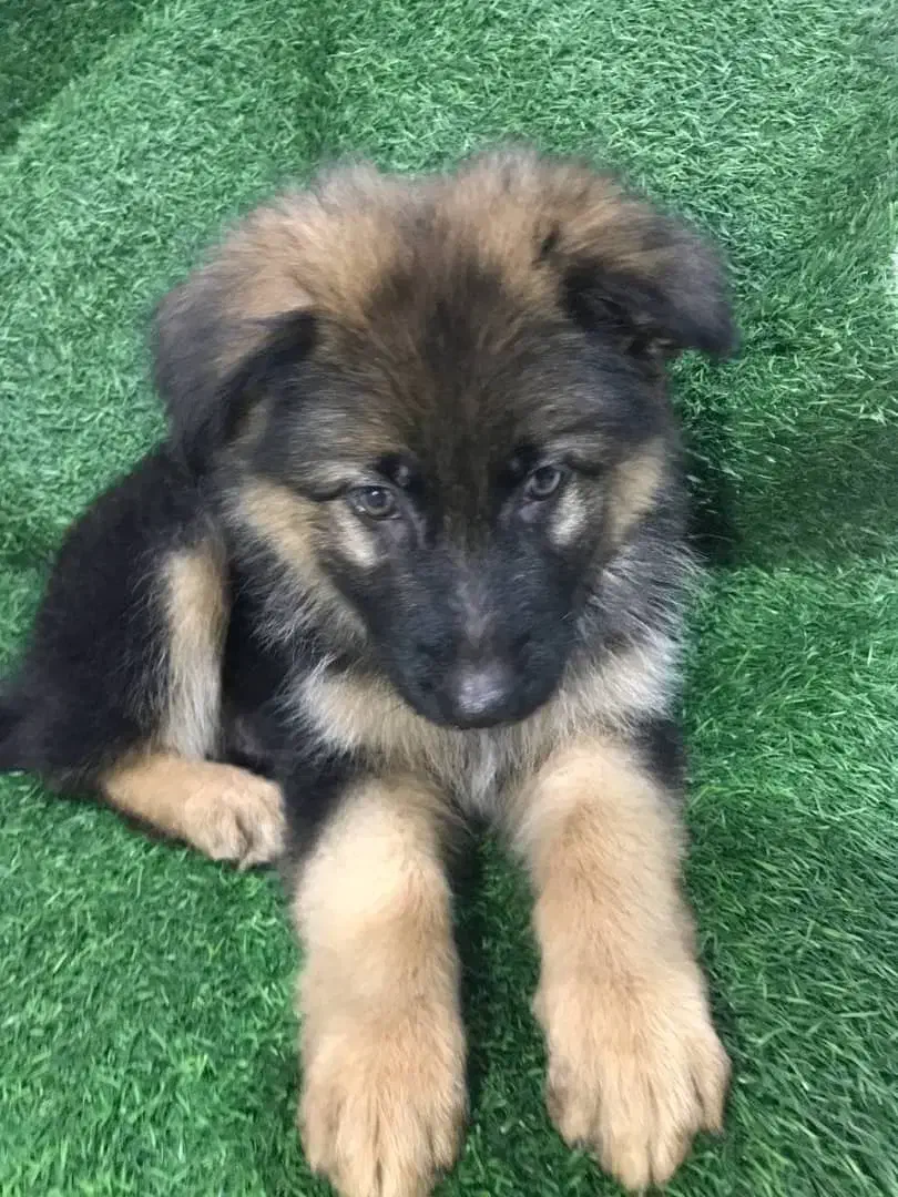 توله ۷۵ روزه|سگ|گلپایگان, |دیوار