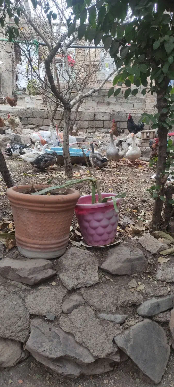 غازو اردک وخروس|حیوانات مزرعه|تهران, حکیمیه|دیوار