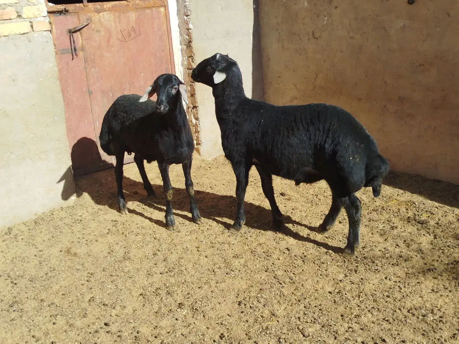 بره قره قزل|حیوانات مزرعه|حلب, |دیوار