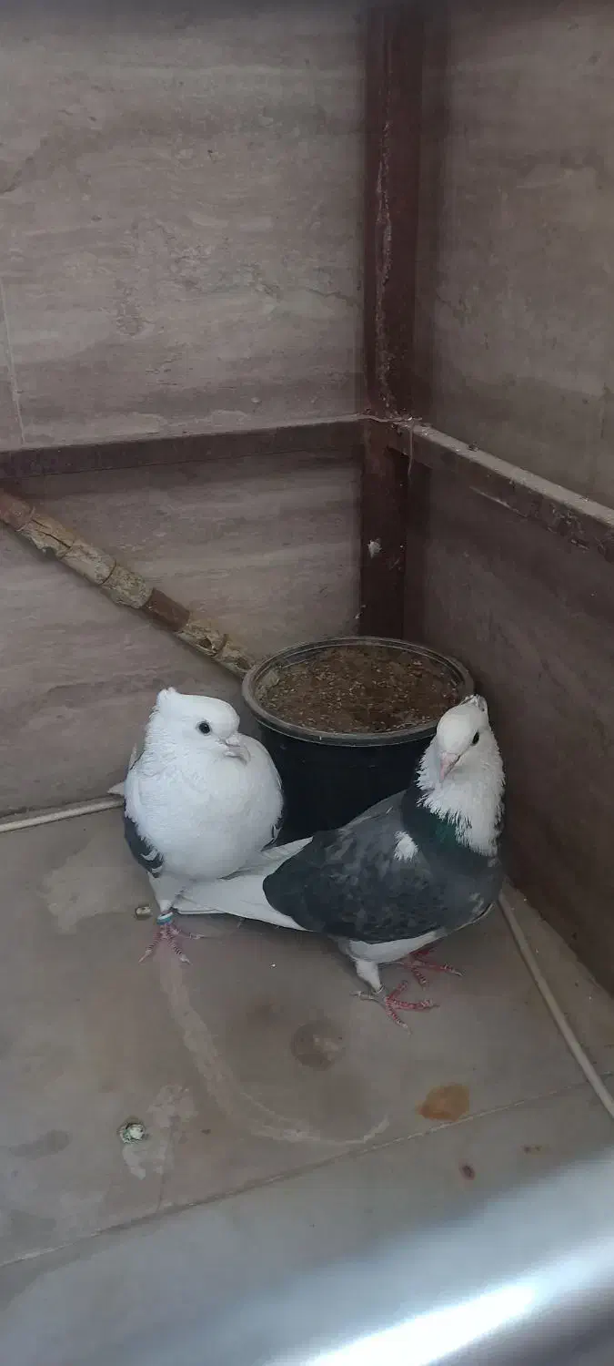 کفتر  پشتدار غریب برج|پرنده|کرج, شهرک اوج|دیوار