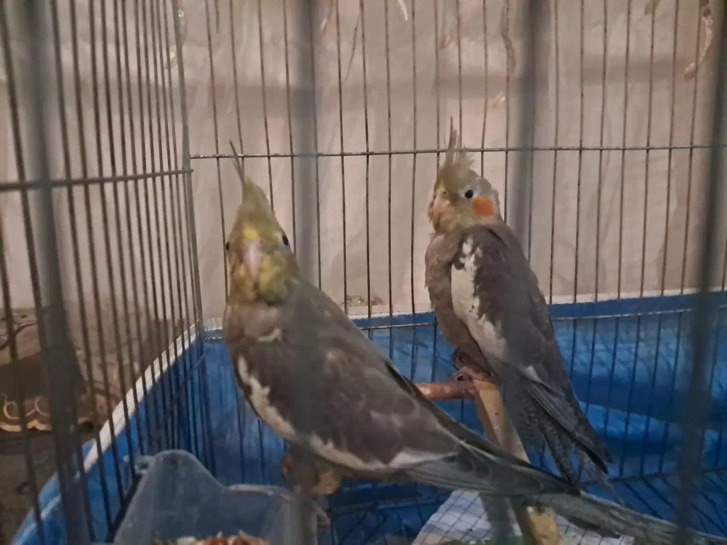 جوجه عروس هلندی،|پرنده|عباسآباد, |دیوار