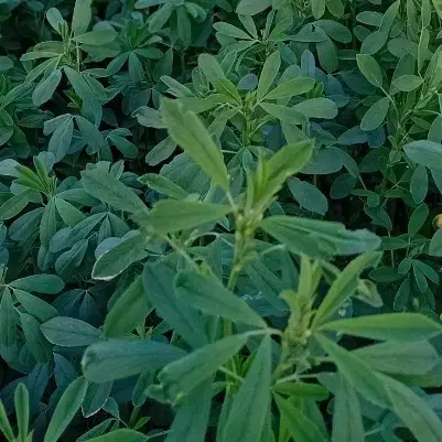 یونجه چین دوم سه چهار|حیوانات مزرعه|زنجانرود, |دیوار