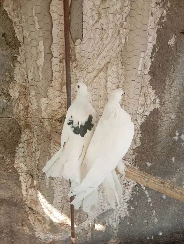 کبوتر دم چتری|پرنده|اصفهان, امیرعرب|دیوار