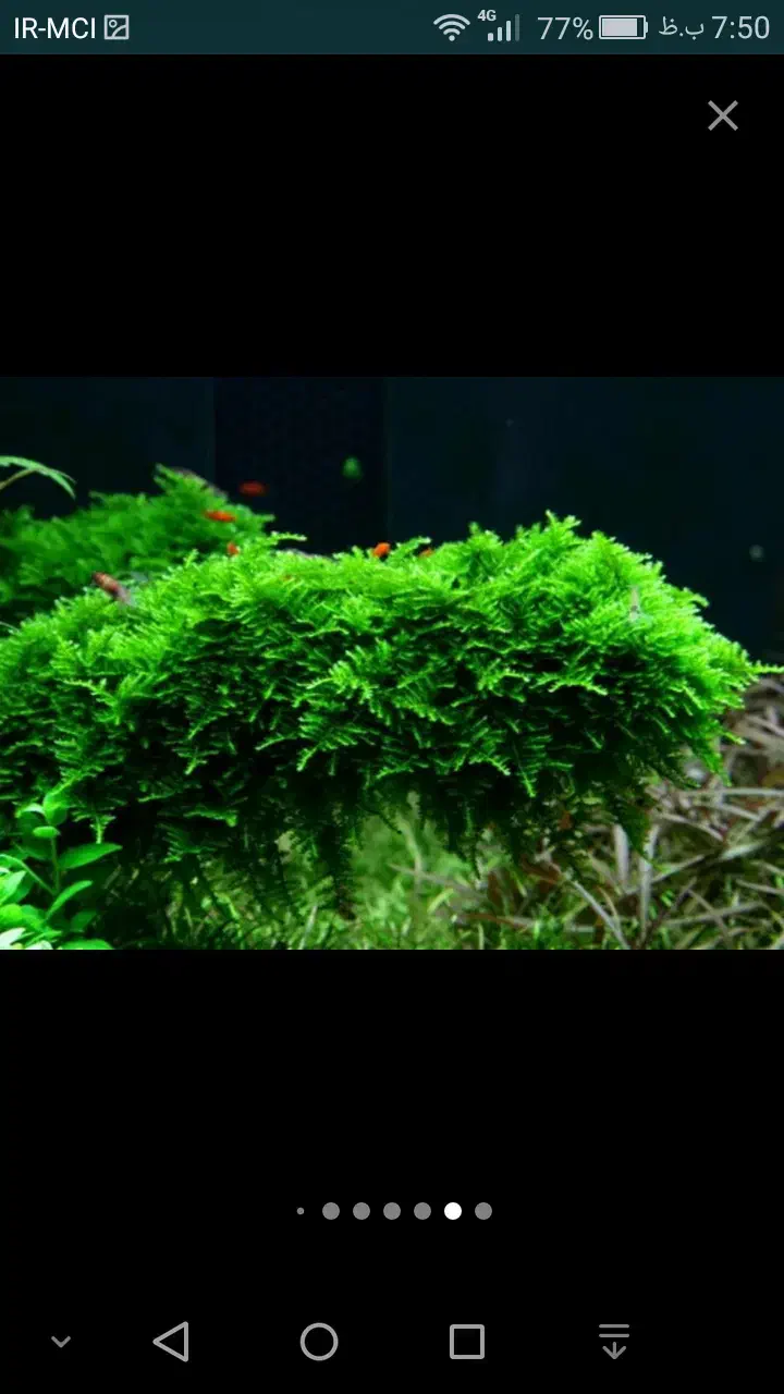 گیاه اکواریوم|ماهی|شیراز, شهرک سراج‎|دیوار