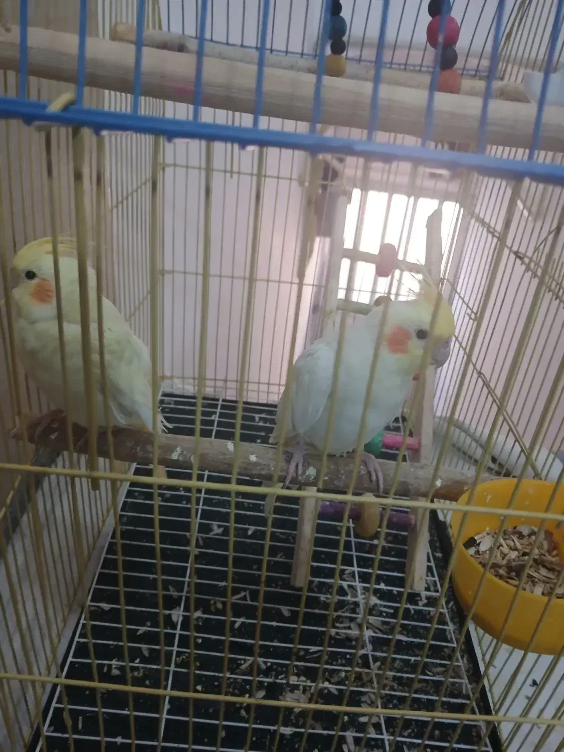 یک جفت عروس هلندی|پرنده|کرج, اسلامآباد|دیوار