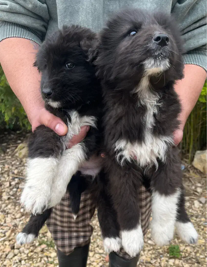 سگ قهدریجانی|سگ|ساری, |دیوار