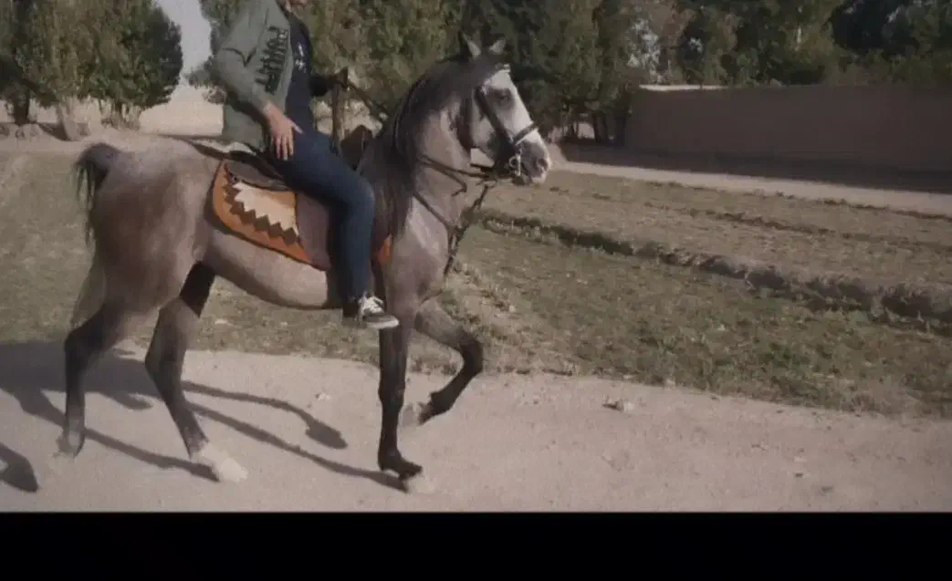 اسب نریون ابرش|اسب و تجهیزات اسب‌سواری|خمینی‌شهر, |دیوار